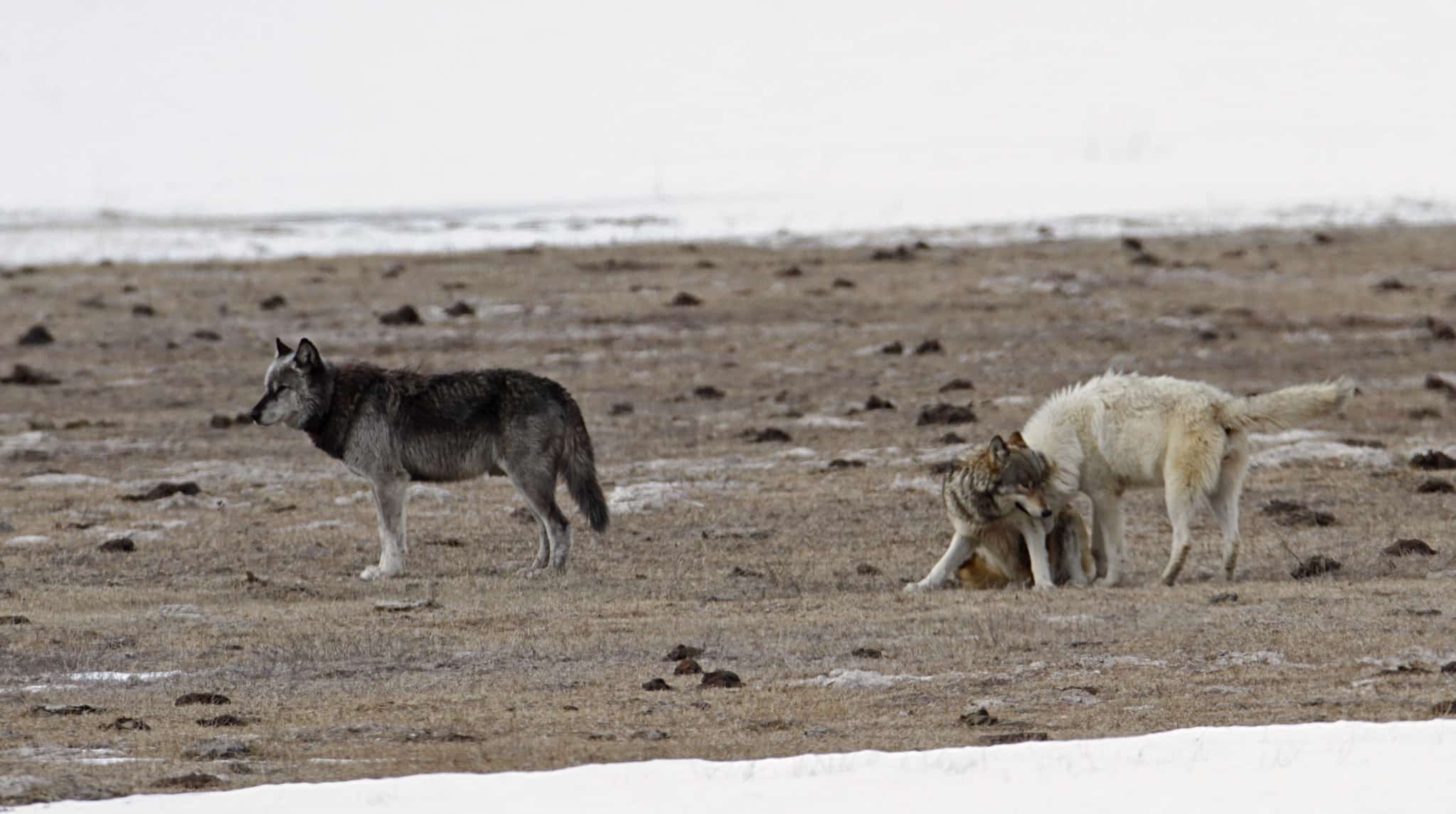 Public Domain: Yellowstone National Park